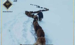 سرپل، برف میں پھنسے 10 خواتین اور بچوں سمیت سینکڑوں مویشیوں کو ریسکیو کرلیا گیا